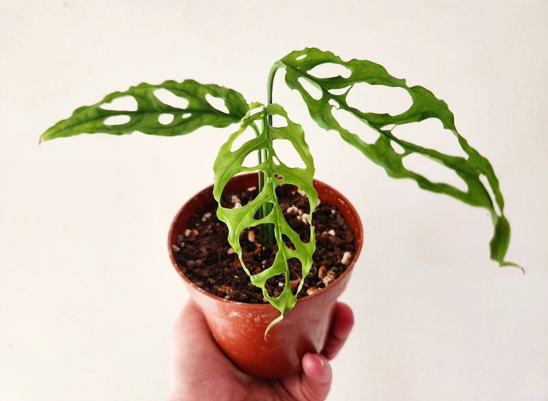 Monstera obliqua peru