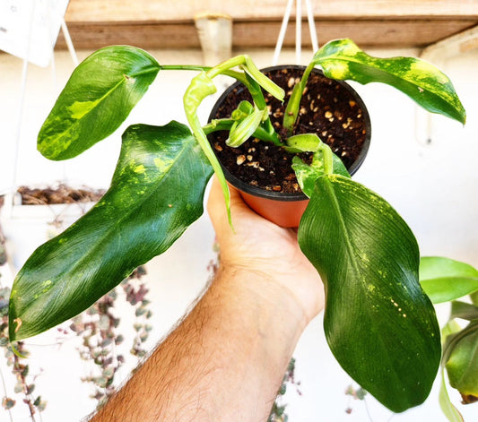 Philodendron domesticum variegata