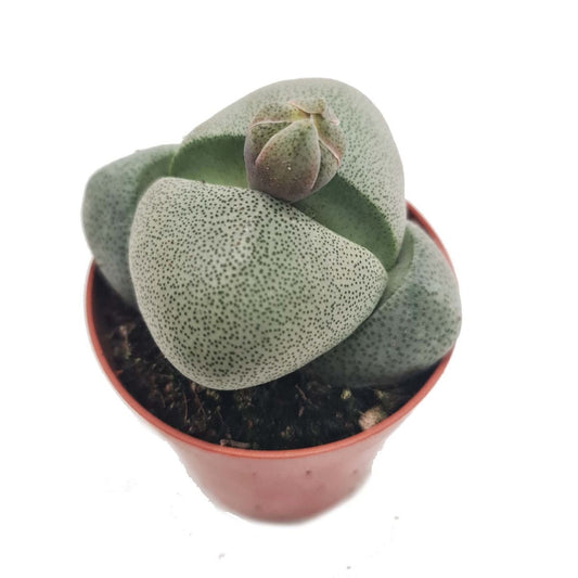 Lithops nelii (plantes-cailloux)
