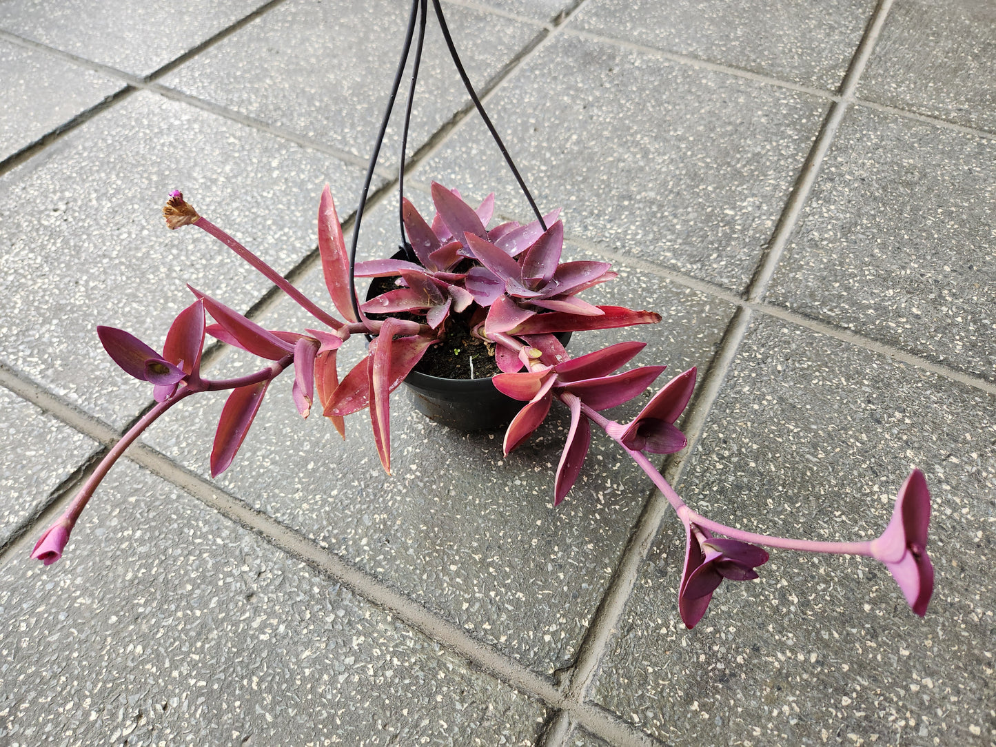 Tradescantia pallida purpurea