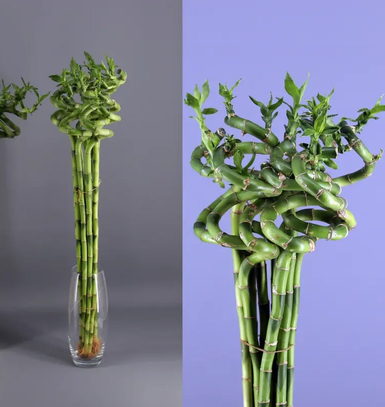 Lucky bambou (dracaena sanderiana)