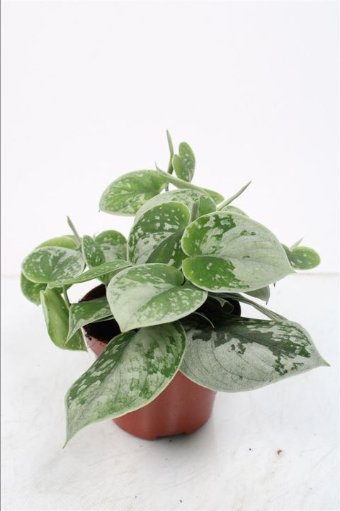 Scindapsus silver ann