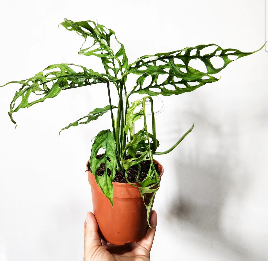 Monstera obliqua peru
