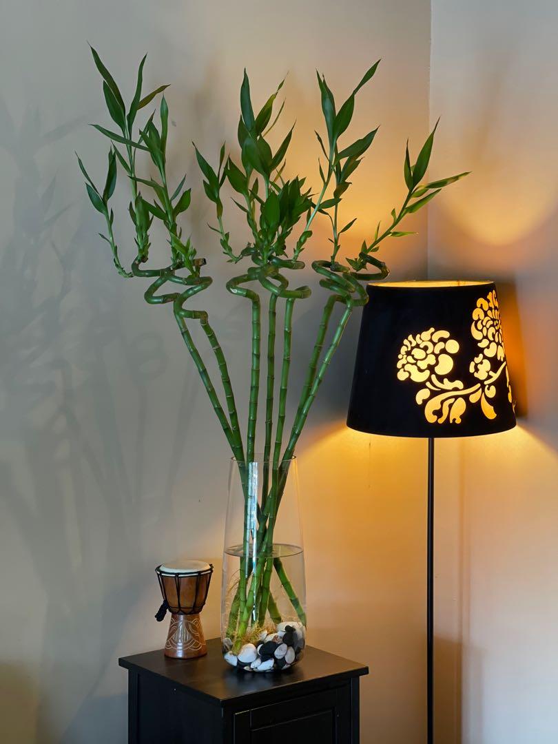 Lucky bambou (dracaena sanderiana)
