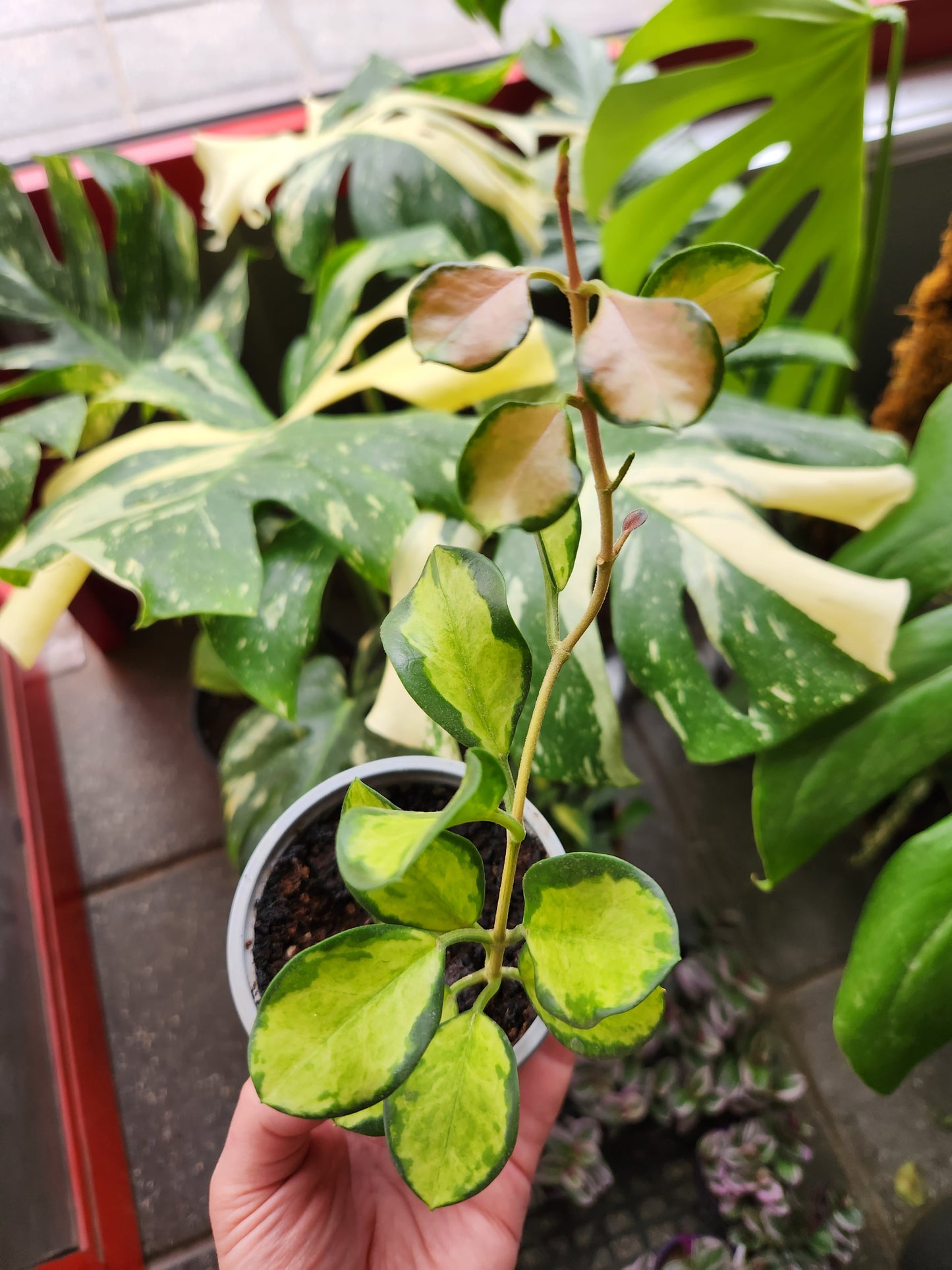 Hoya australis lisa