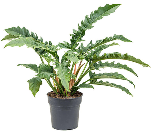Philodendron narrow