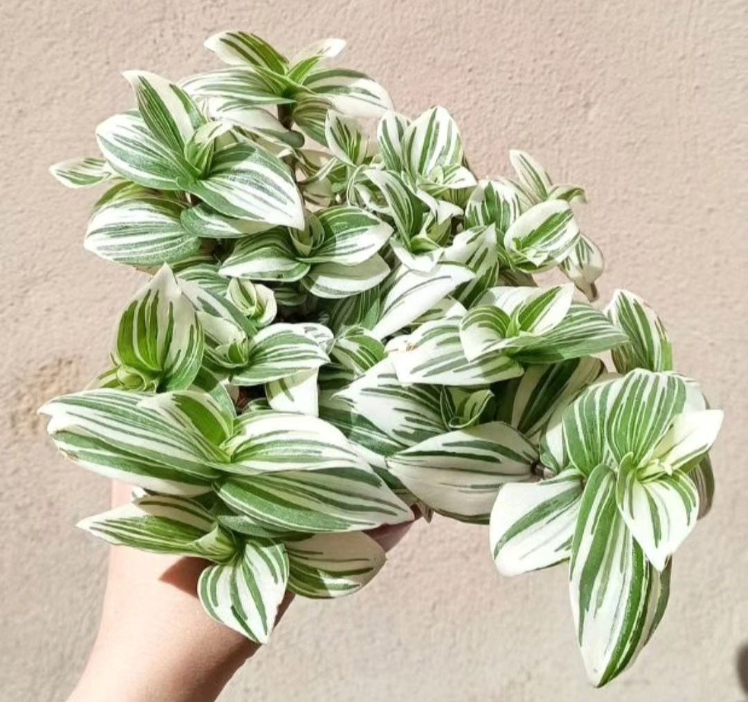 Tradescantia albiflora brightness