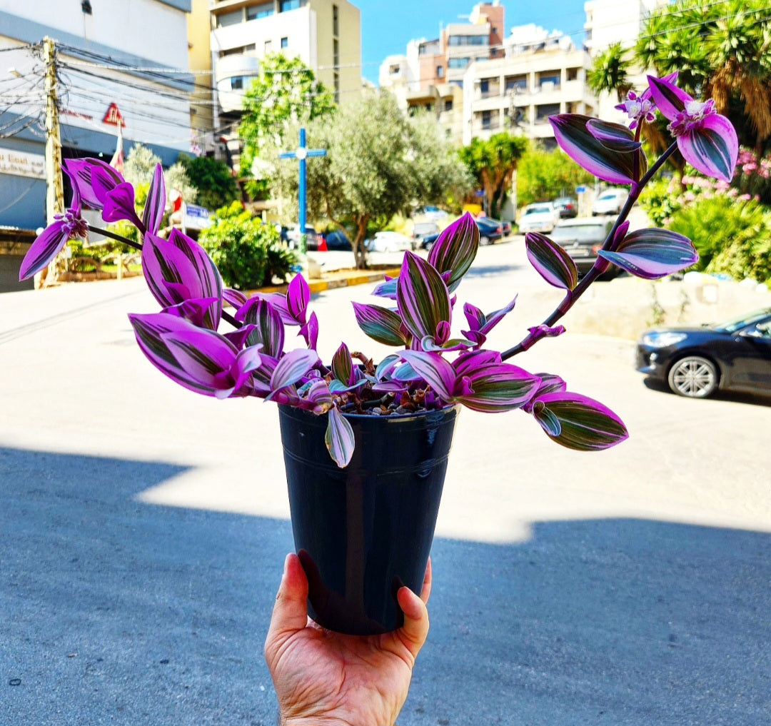 Tradescantia nanouk