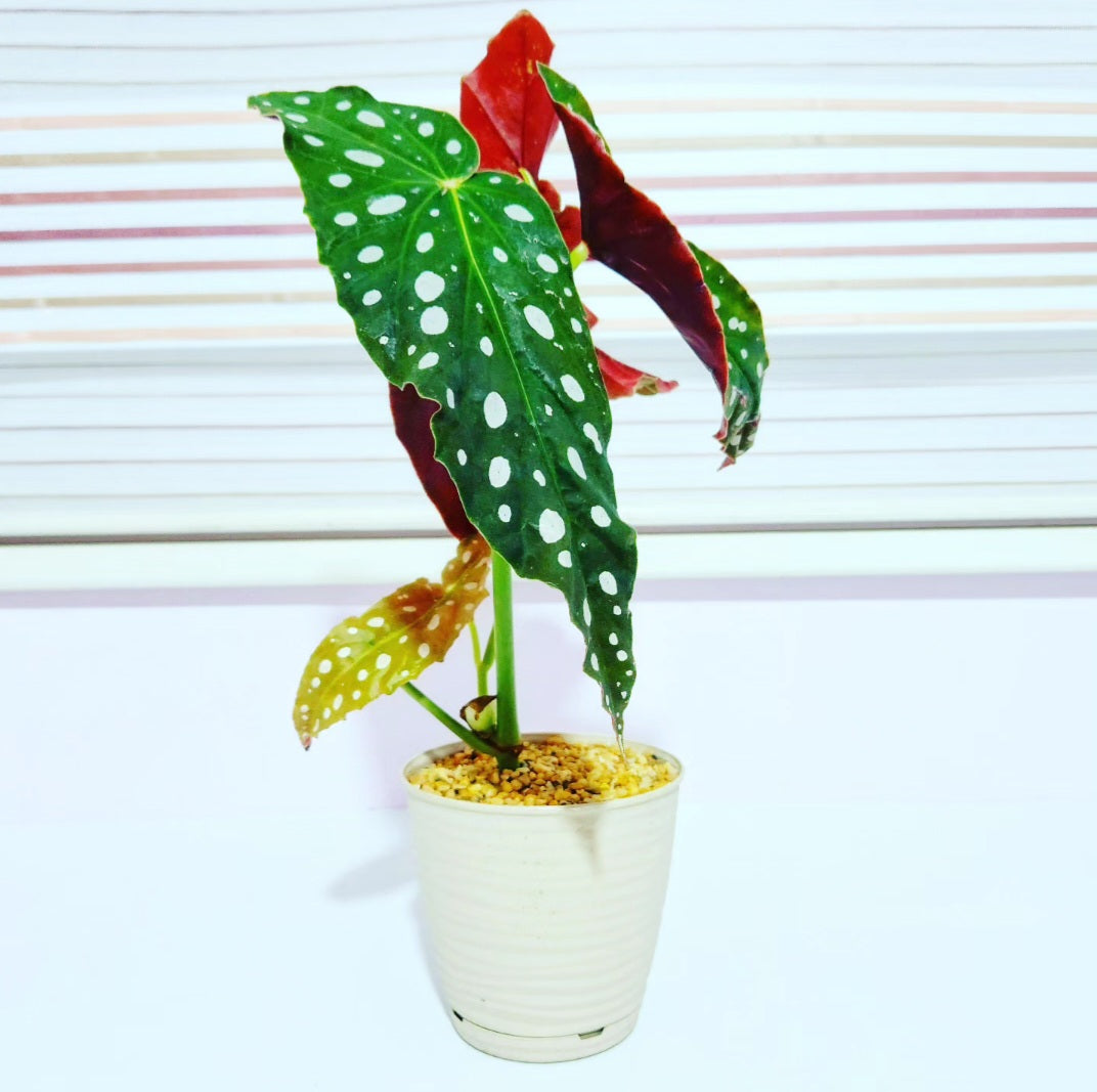 Begonia maculata polka dot