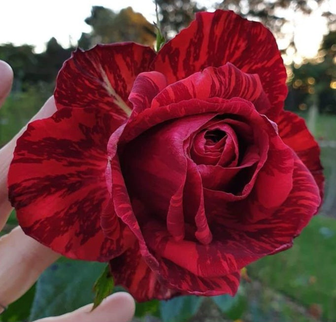 Rosier buisson