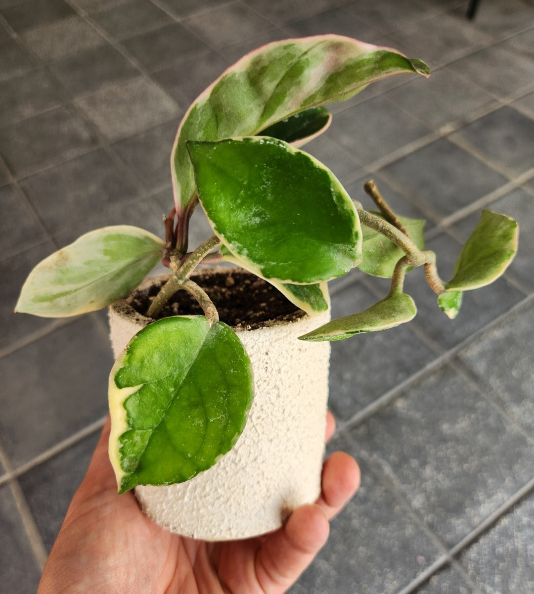 Hoya carnosa krimson queen albomarginata