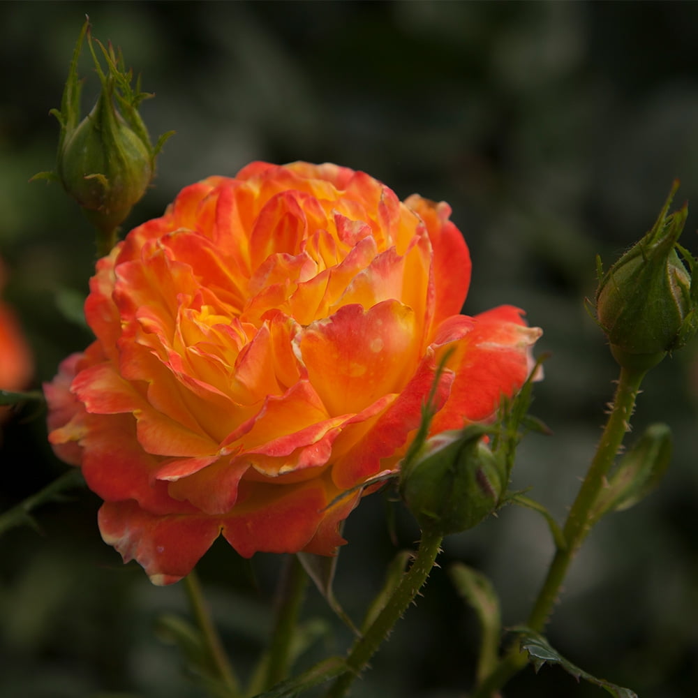 Rosier englais (english rose)