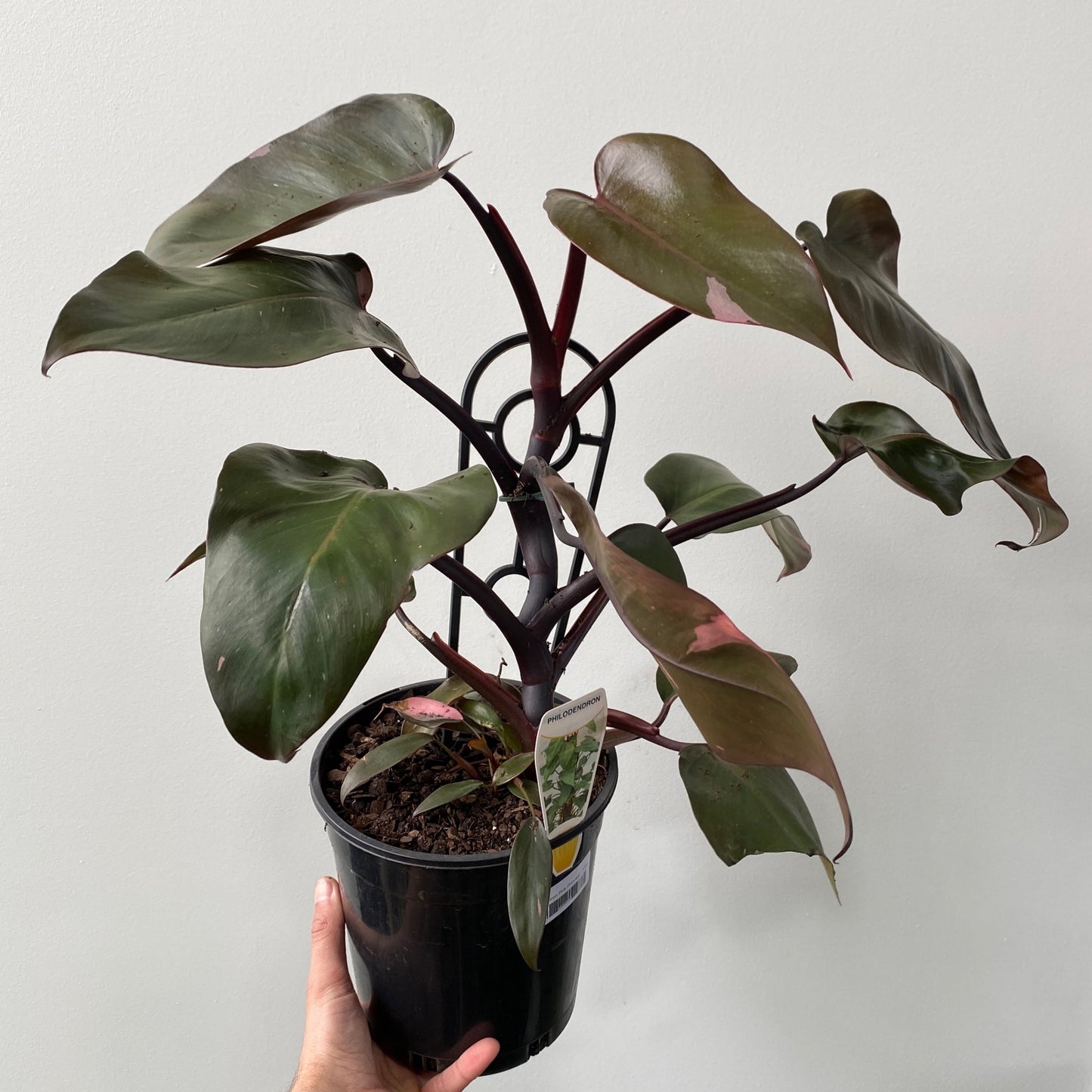 Philodendron black night