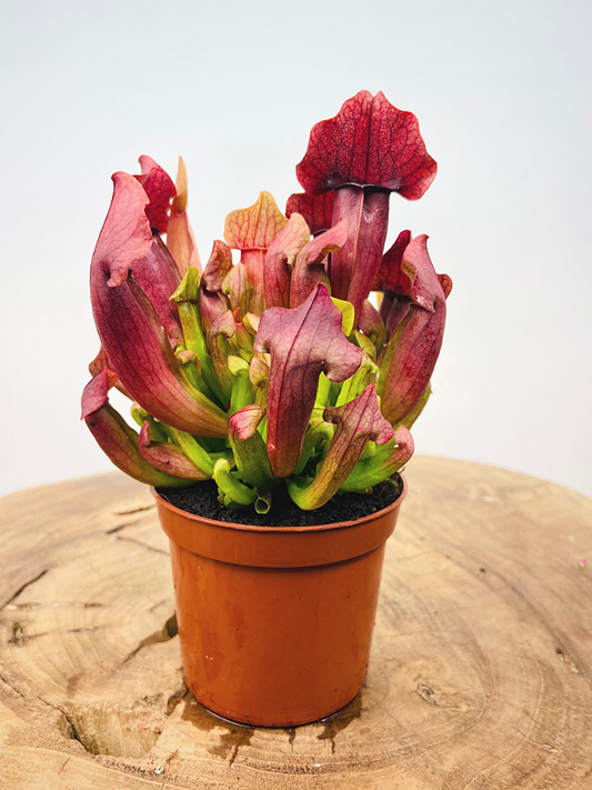 Sarracenia maroon