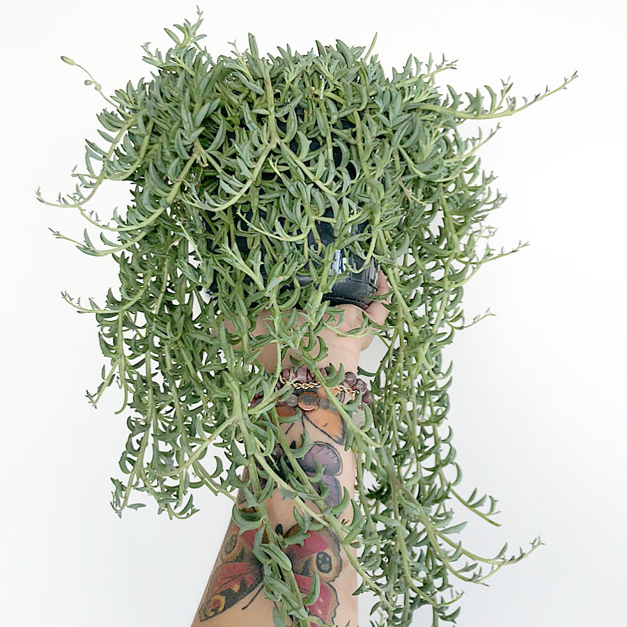 Senecio peregrinus