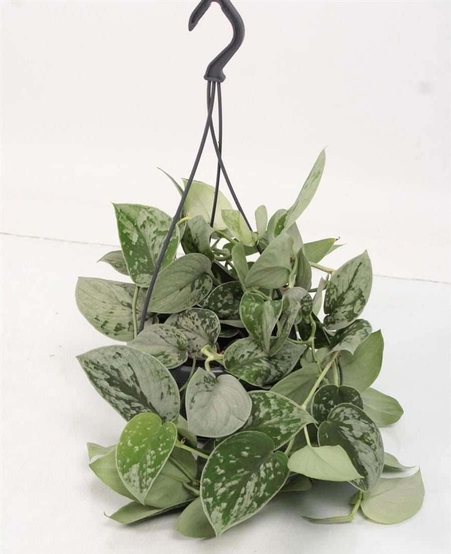 Scindapsus silver ann