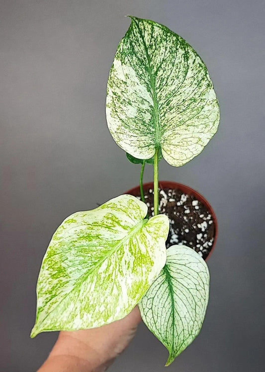 Monstera variegata mint