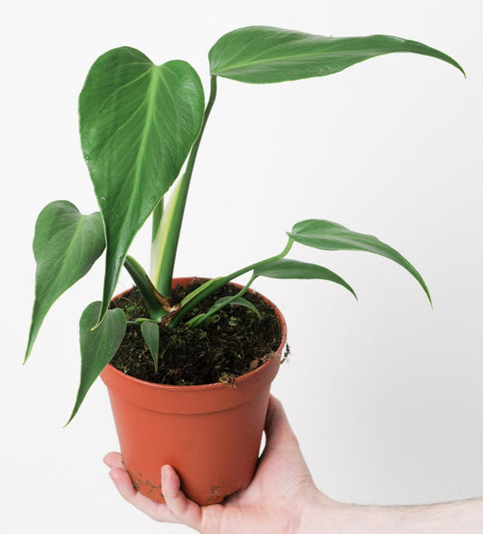 Monstera burle marx flame