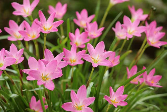 Zephyranthes rosea (fairy lily)